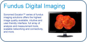 Fundus